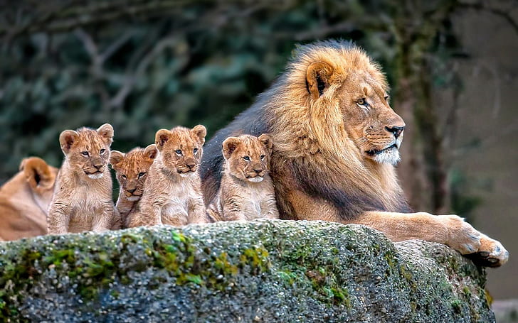 lion nature animals baby animals, group of animals, animal themes, HD wallpaper