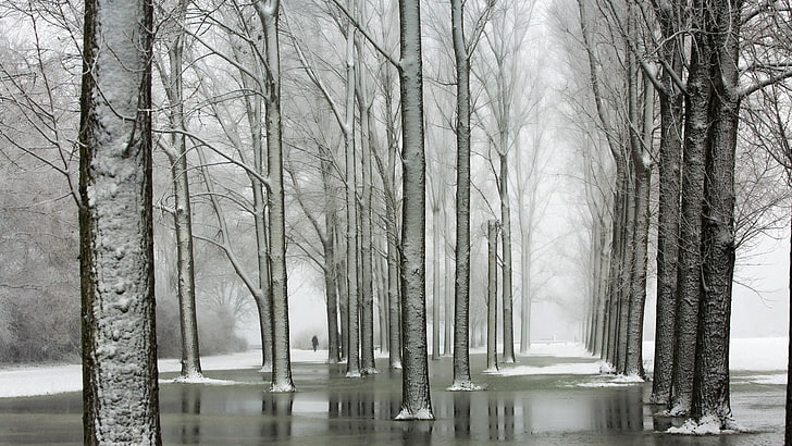 winter, nature, trees, mist, plant, bare tree, trunk, tree trunk, HD wallpaper