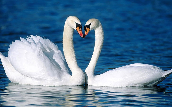 Two white swans on the water, HD wallpaper