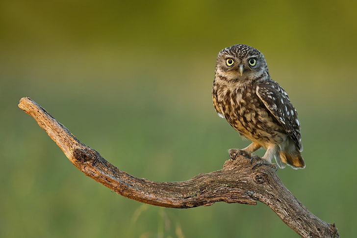 brown owl, bird, branch, eyes, predator, animal, wildlife, nature
