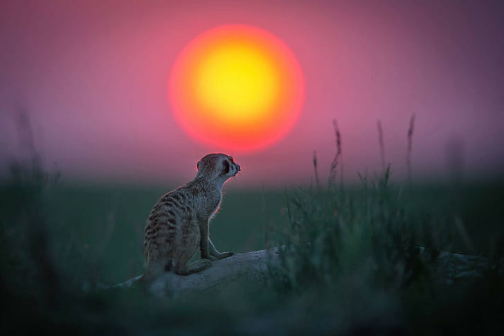 animals, Sun, meerkats, depth of field, HD wallpaper