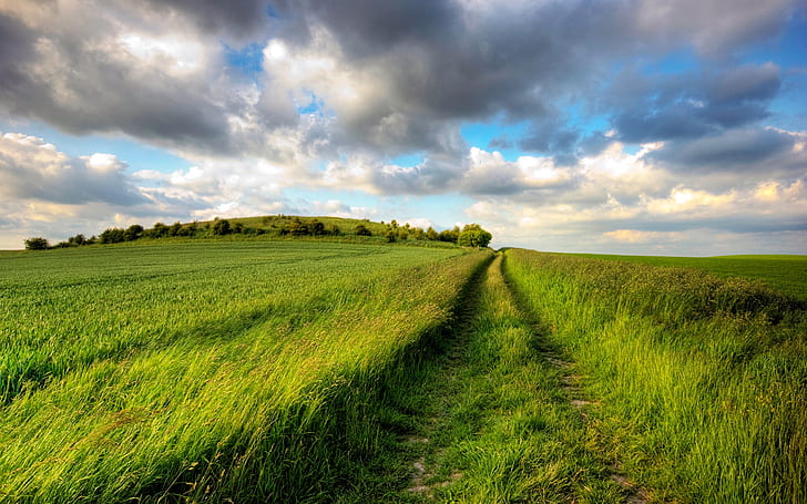 Summer fields, green, road, cloudy sky, endless, green grass field, HD wallpaper
