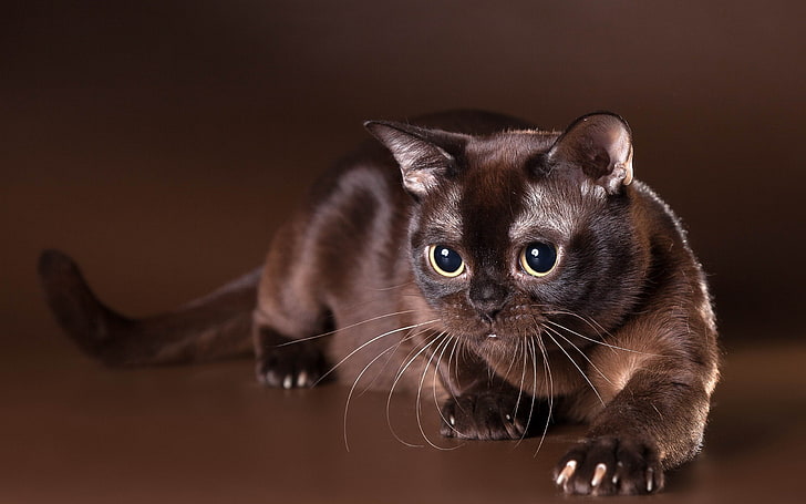 short-fur black cat, pets, domestic cat, mammal, domestic animals, HD wallpaper