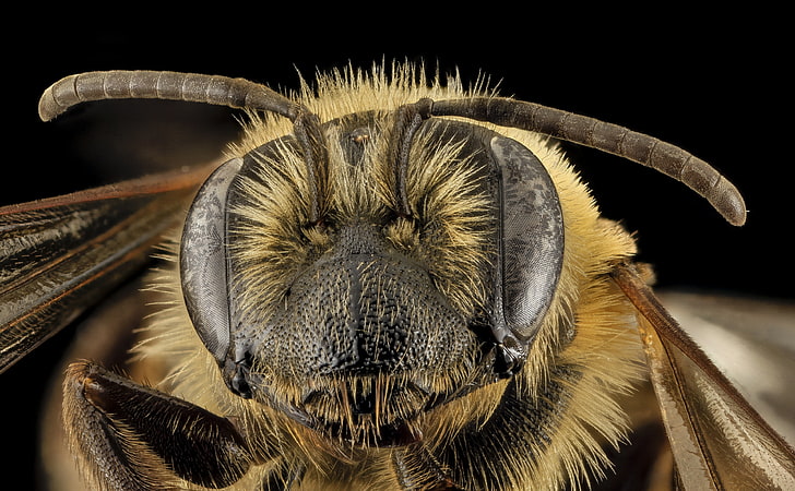 Andrena Nivalis Mining Bee Head Macro, Animals, Insects, Bees