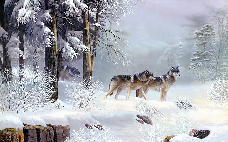 wolf, landscape, pine trees, snow, winter