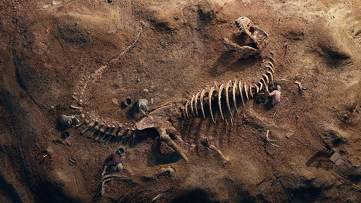 T-Rex Fossil, HD wallpaper