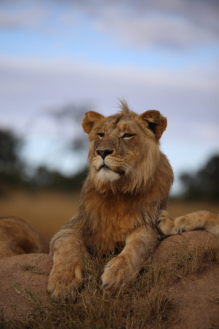 lion, savannah, wildlife, glance, proud, predator