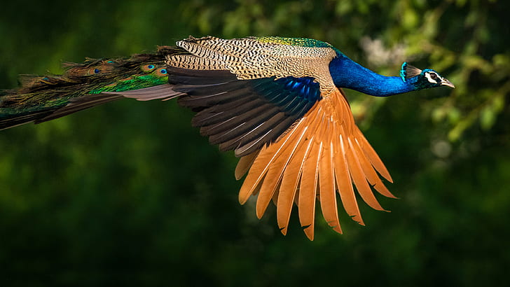 Birds Indian Peafowl Or Peacocks Indian Peacock Colored Birds With Green And Blue Feathers Ultra Hd Wallpapers For Desktop Mobile Phones And Laptop 3840×2160, HD wallpaper