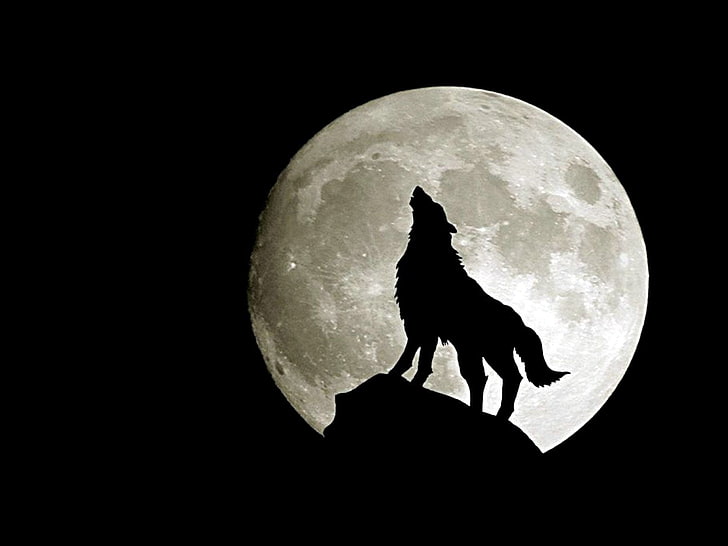 wolf under full moon wallpaper, Animal, Dark, Howling, black Color