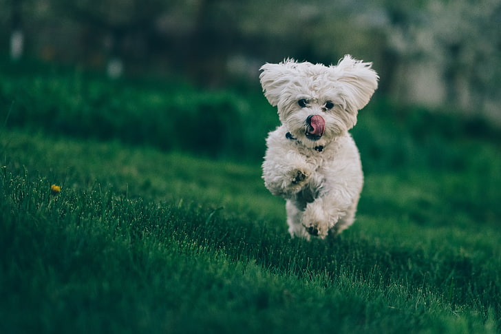 Bichon Frise Dog Running Grass   Preview 
