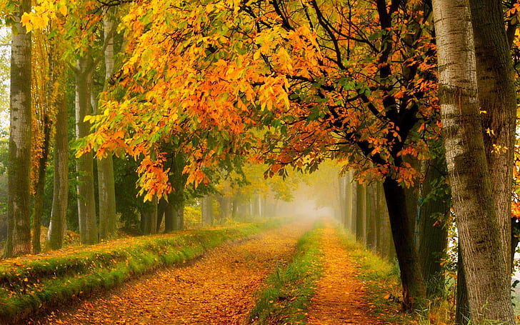 Autumn nature, park, forest, trees, yellow leaves, road, HD wallpaper