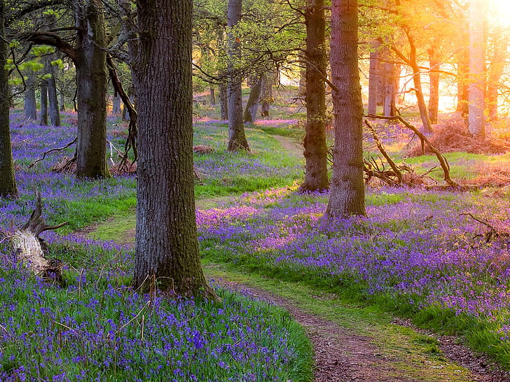 Scotland beautiful nature, forest, trees, grass, flowers, morning, sun rays