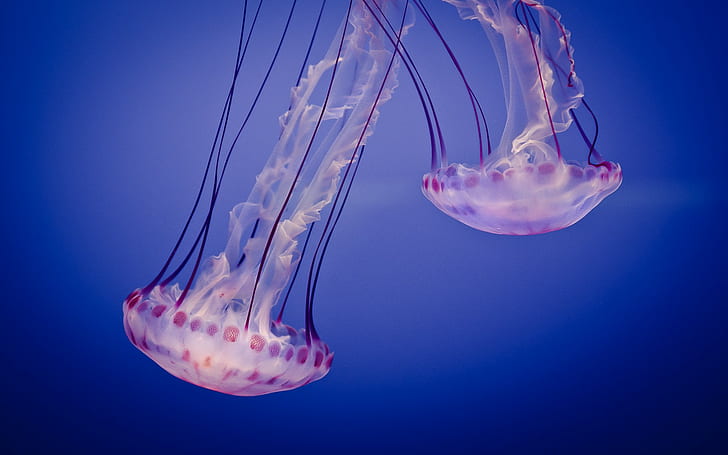 jellyfish, animals, underwater