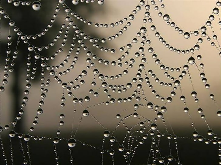 nature, water, spiderwebs, drop, wet, close-up, no people, rain