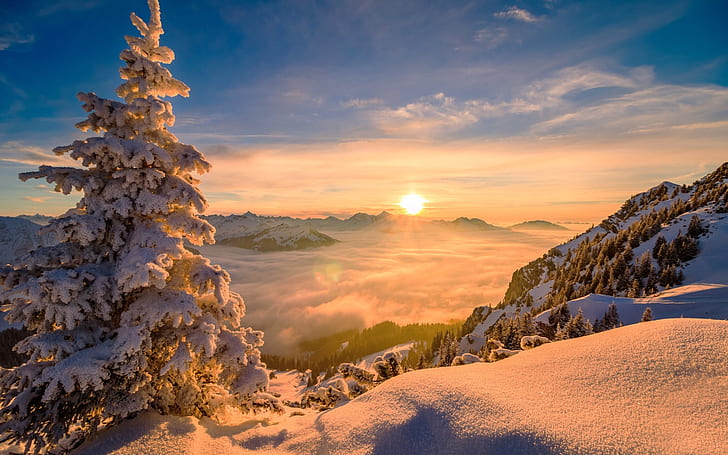mist, winter, sunrise, nature, trees, mountains, snow, pine trees