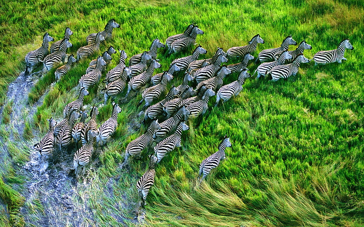 animals zebras mac os x 3200x2000  People Hot Girls HD Art, HD wallpaper