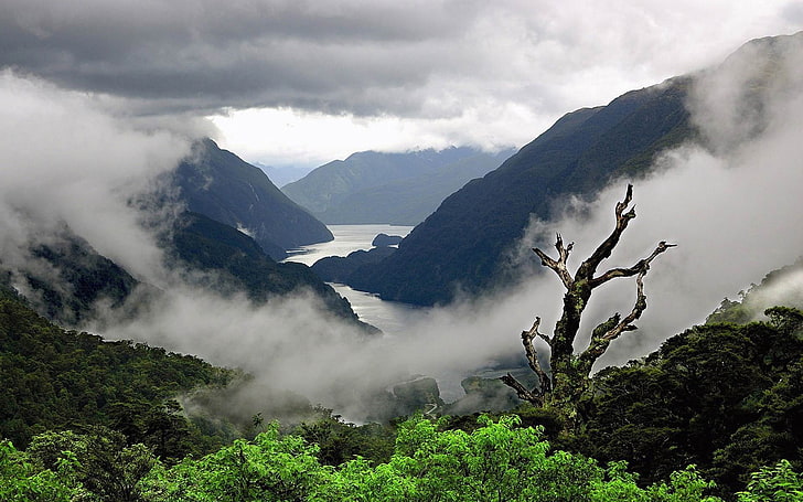 Fiordland National Park-Natural landscape widescre.., green trees and mountain range during daytime nature photography