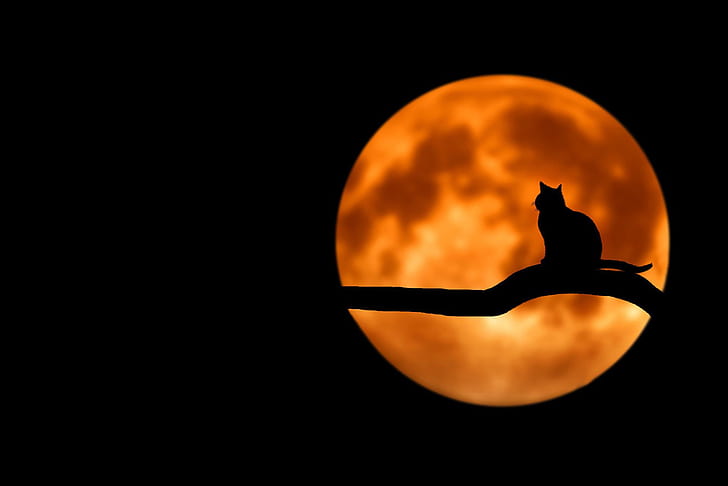 HD wallpaper: cat, night, the moon, mystic, black background, black cat,  blood moon | Wallpaper Flare