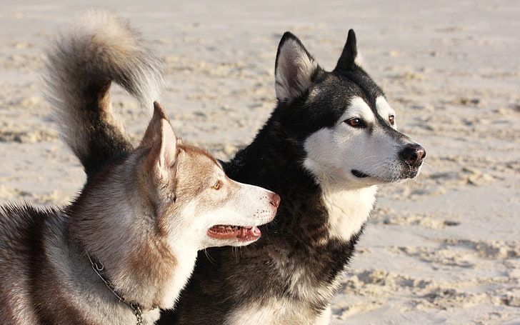 two adult Siberian huskies, malamute, dog, playful, face, sled Dog