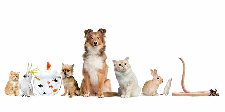 Animal, Pets, Bird, Cat, Cockatoo, Dog, Fish, Mouse, Rabbit, HD wallpaper