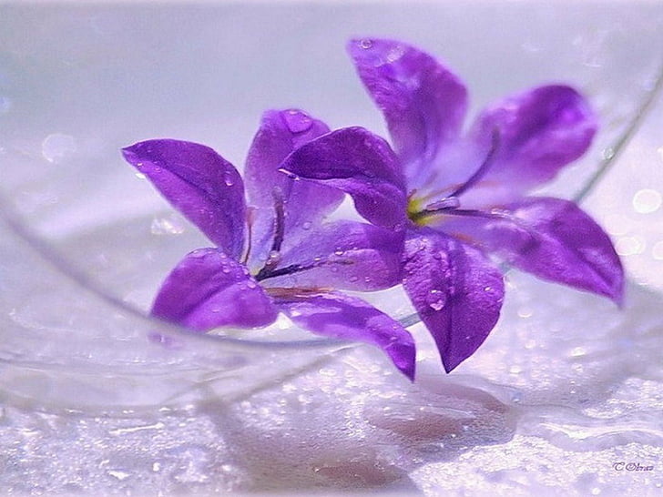 HD wallpaper: flowers, purple | Wallpaper Flare