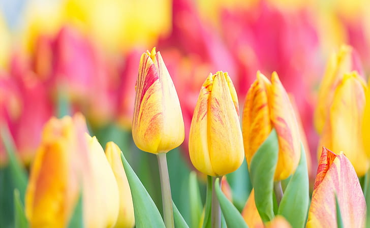 colorful, flowers, plants, tulips, flowering plant, freshness, HD wallpaper