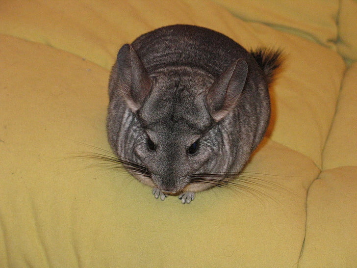 gray rat, fluffy, beautiful, chinchillas, small animal, fat, pets, HD wallpaper