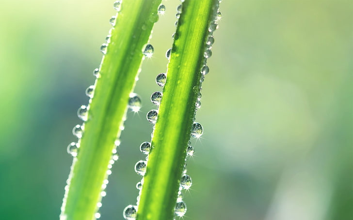 water dew, grass, stem, drop, greased, green color, close-up, HD wallpaper