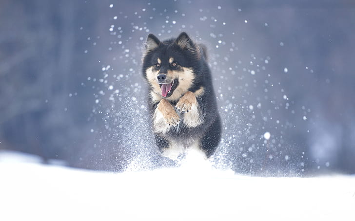 Dogs, Alaskan Malamute, Pet, Snow, Winter, HD wallpaper
