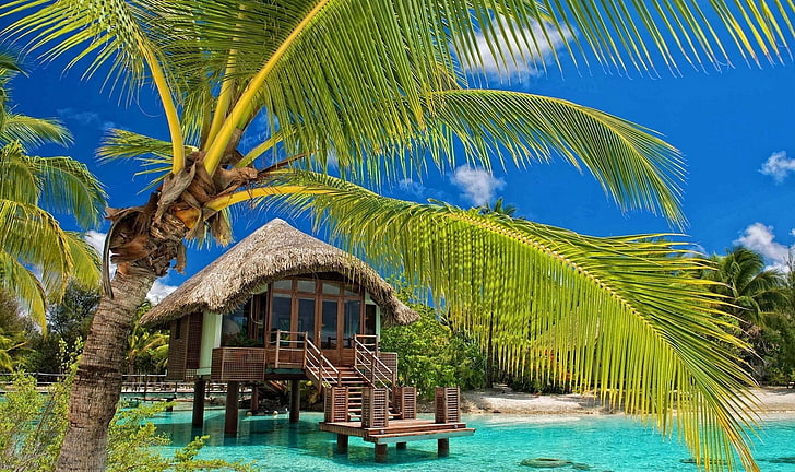HD wallpaper: coconut tree, nature, landscape, Seychelles, island ...