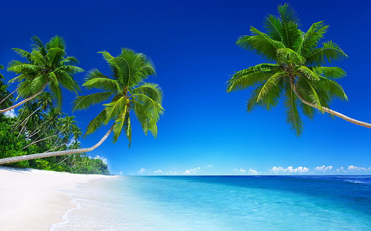 palm trees, fond d ecran, sea, tropical climate, water, beauty in nature