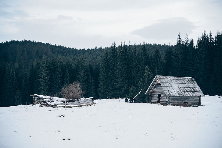 nature, house, trees, snow, forest, abandoned, winter, cold temperature