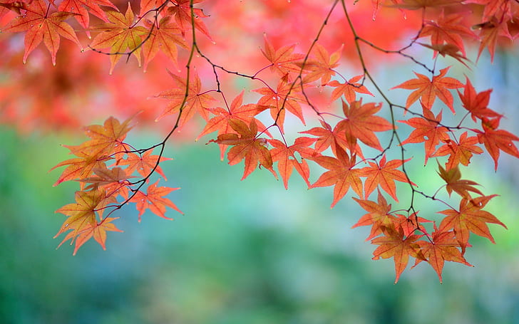 Beautiful red maple leaves, twigs, Japanese, orange maple leaf, HD wallpaper