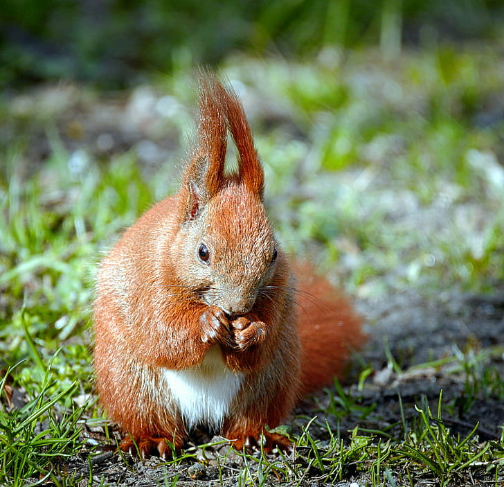 tilt shift lens photography of a red squirrel, Snack time, Eurasian red squirrel