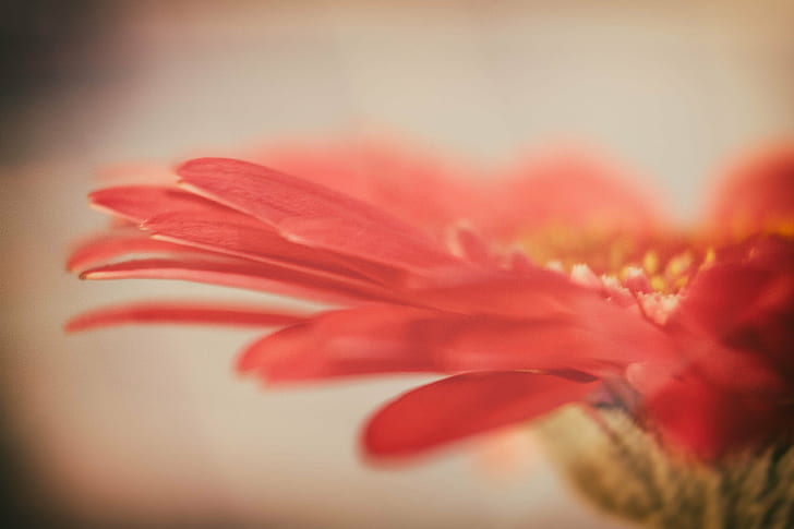 red petaled flower close up photography, bokeh, gorgeous, canon  eos, HD wallpaper
