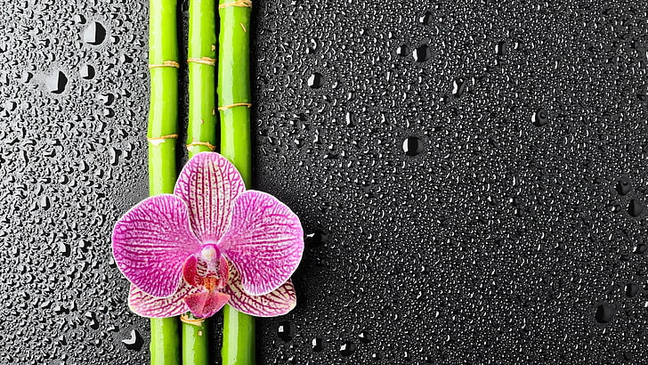 pink orchid flower, flowers, water drops, bamboo, orchids, plants, HD wallpaper