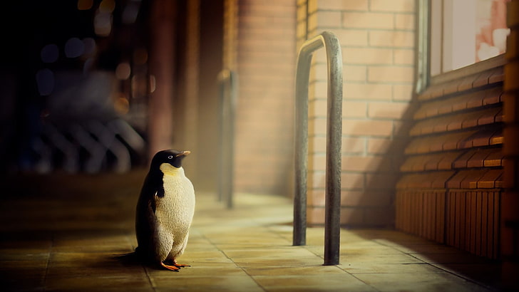 black and white emperor penguin, digital art, artwork, animals, HD wallpaper