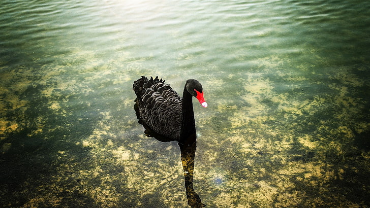 swan, birds, lake, water, animal themes, black swan, animals in the wild, HD wallpaper