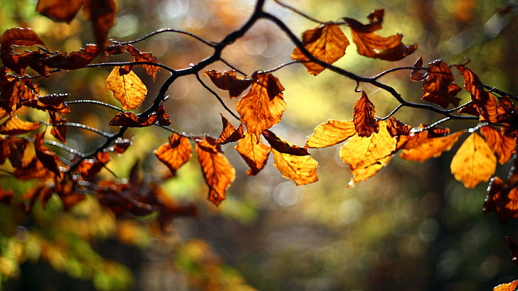 brown leaves, twigs, depth of field, nature, plants, fall, autumn