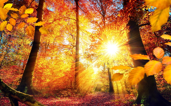 Autumn in Germany, brown leaf trees, Seasons, Nature, Beautiful
