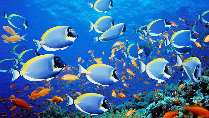 school of fish wallpaper, animals, animal wildlife, large group of animals, HD wallpaper