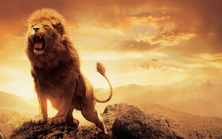brown lion, Leo, The Chronicles Of Narnia, Aslan, animal, lion - Feline, HD wallpaper