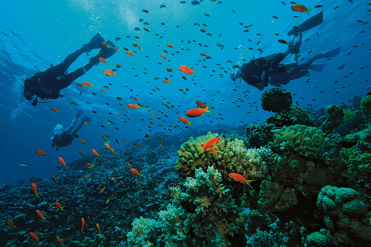 diver, diving, fish, ocean, scuba, sea, underwater, HD wallpaper
