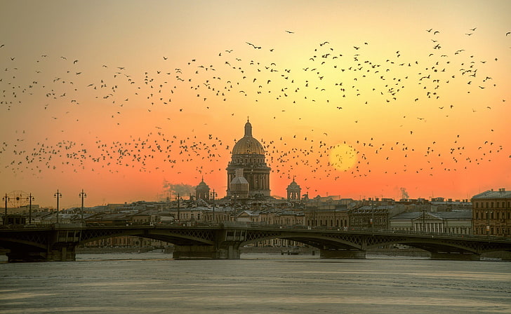 flock of birds, cityscape, Sun, sunset, river, bridge, St. Petersburg