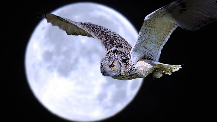 gray and black owl, bird, predator, moon, flight, animal, nature