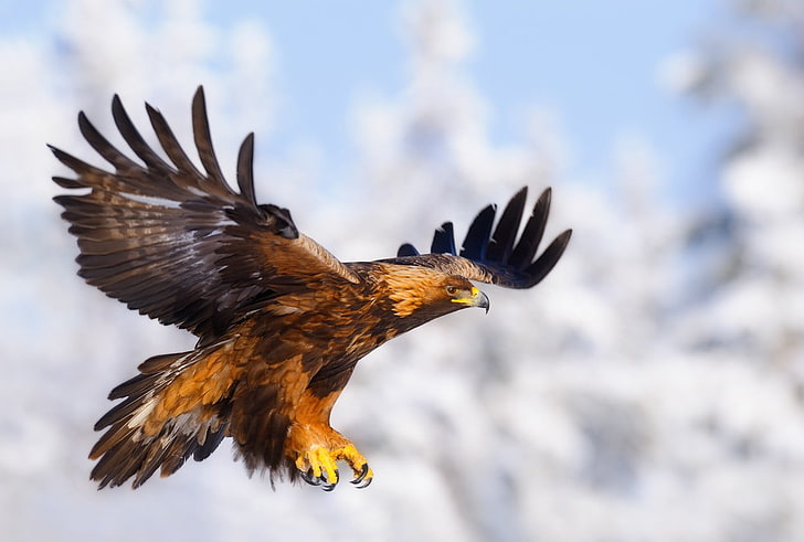 brown anda black eagle, animals, birds, flying, spread wings, HD wallpaper
