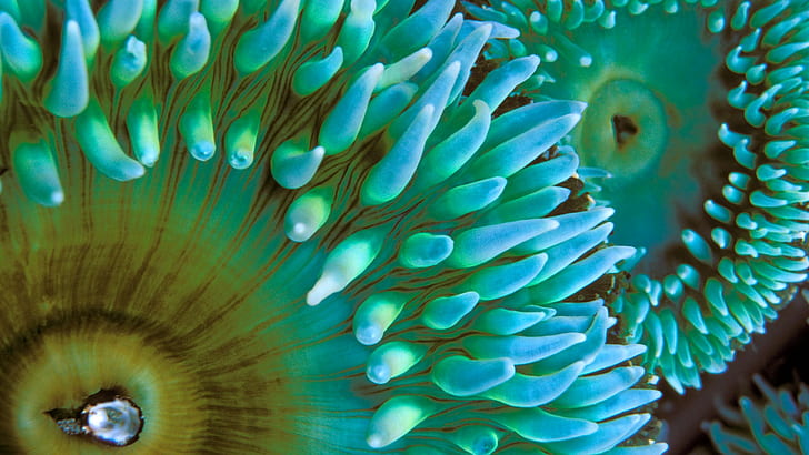 macro, sea anemones, HD wallpaper