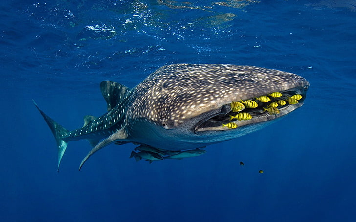 Whale shark backgrounds HD wallpapers  Pxfuel