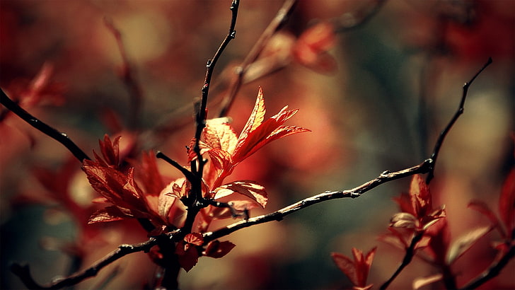 red-leafed tree, twigs, plants, leaves, depth of field, nature, HD wallpaper