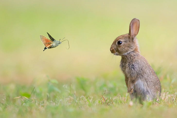 Butterfly and rabbit, Nature, animals, HD wallpaper